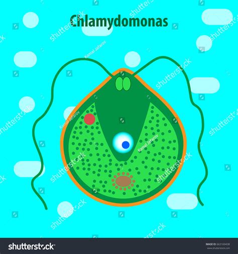 Protozoa Unicellular Organisms Stock Vector Royalty Free 663169438 Shutterstock