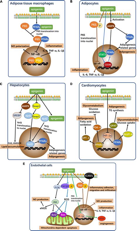 Frontiers Protective Roles Of Apigenin Against Cardiometabolic