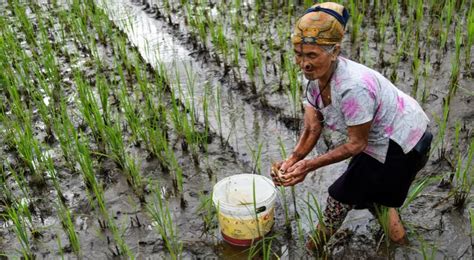 Unique Farming Of Arunachal’s Apatani People A Key To Future Climate Adaptation