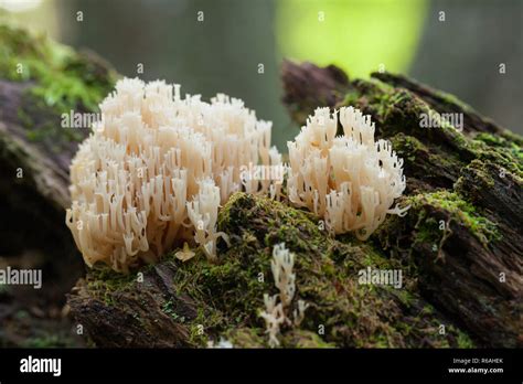 Crown Tipped Coral Fungus Stock Photo Alamy