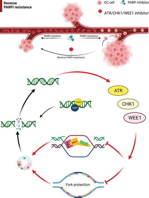 Advances In Atm Atr Wee1 And Chk12 Inhibitors In The Treatment Of