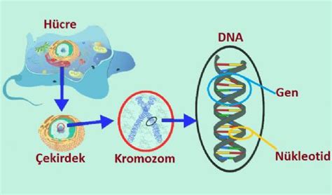 Nükleotit Nedir Nükleotitlerin Yapısı Ve Özellikleri Nelerdir Techworm