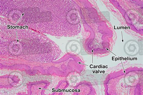 Histology Of Esophagus And Stomach