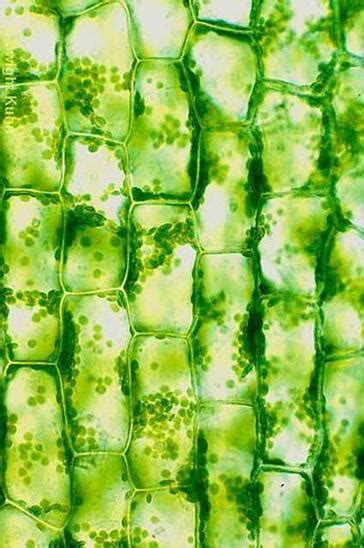 Plant Cells