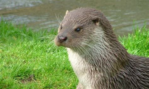 Kildare Has Erected Irelands First Otters Crossing Signs Beaut Ie