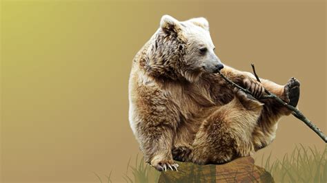 Himalayan Brown Bear: Facts, Weight, and Population | RoundGlass | Sustain