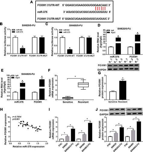 FOXM1 Was A Direct Target Gene Of MiR 375 A The Potential Binding