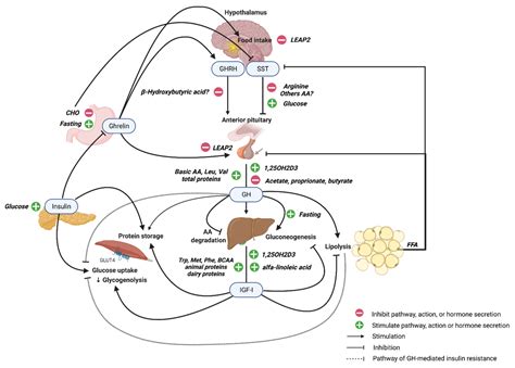 Cells Free Full Text Regulation Of Gh And Gh Signaling By Nutrients