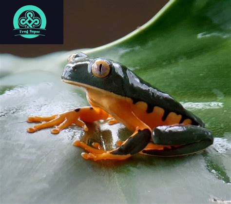 Splendid Leaf Frog For Sale Captive Bred Reptiles For Sale From