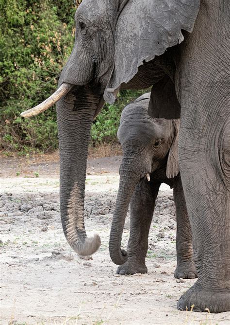 Baby elephant and mom Photograph by Jack Nevitt - Pixels