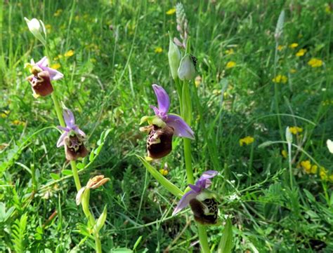 Ophrys Holosericea Subsp Dinarica Kranicev P Delforge Kreutz