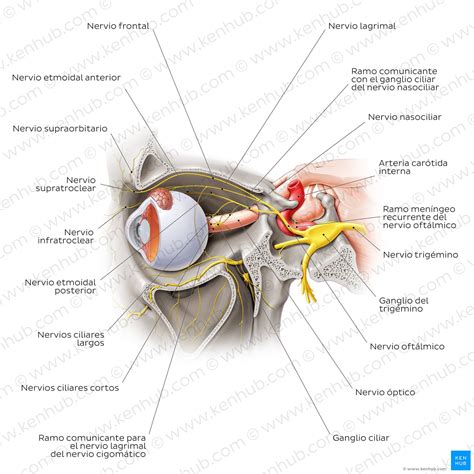 Nervio trigémino (NC V): Anatomía, función, distribución | Kenhub