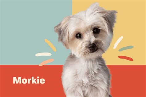 When Will A Morkie Become An Adult Dog