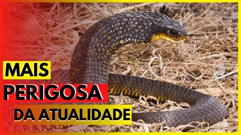 Cobras Mais Perigosas Esp Cies Assusradoras Evite Pois S O Agressivas