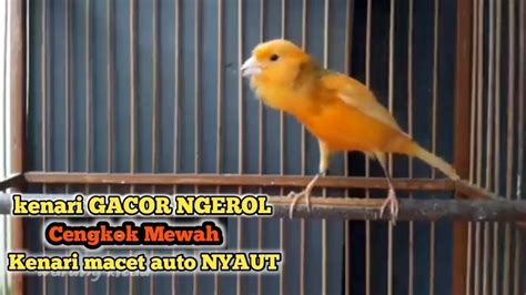 Suara Burung Kenari GACOR Cengkok Mewah Cocok Untuk Masteran Kenari