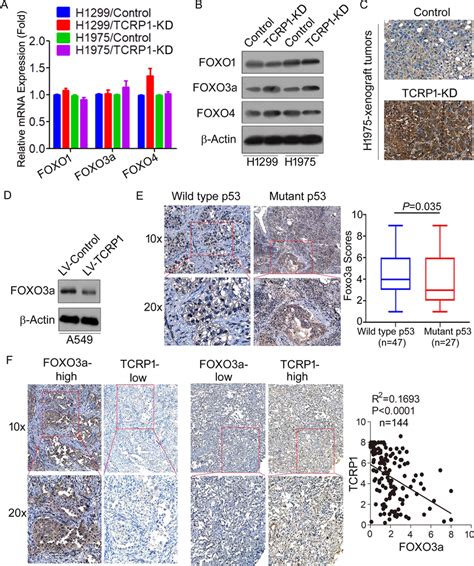 TCRP1 Downregulated The Protein Level Of FOXO3a In H1299 Cells And