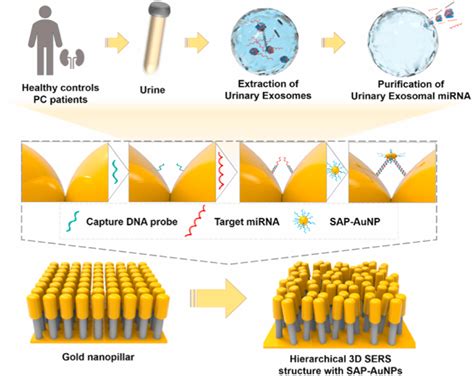 Schematic For The Hierarchical D Sers Structure Based Detection Of