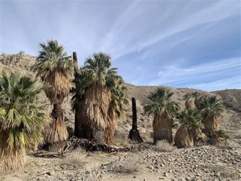 10 Best Hikes and Trails in Coachella Valley Preserve | AllTrails