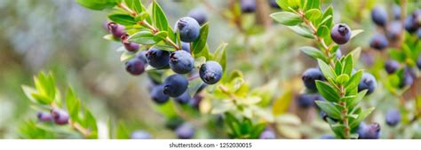 Myrtus Communis Common Myrtle Tree Green Stock Photo 1252030015