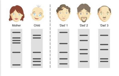 Biolog A Final Flashcards Quizlet