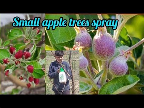 How To Spray Apple Trees When Do You Spray Apple Trees Youtube