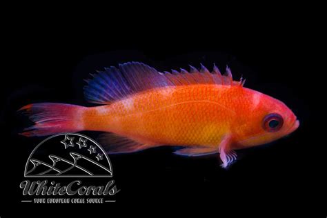 Pseudanthias Hypselosoma Online Kaufen