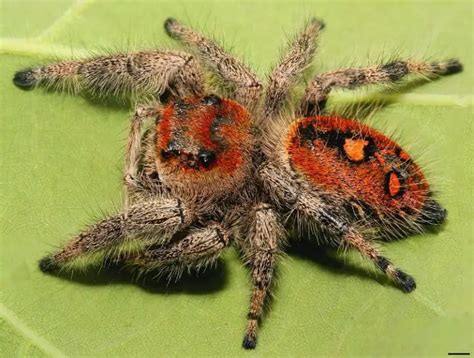 Phidippus Regius Regal Jumping Spider Usa Spiders