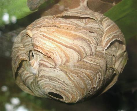 V Maculifrons Nest Vespula Maculifrons BugGuide Net