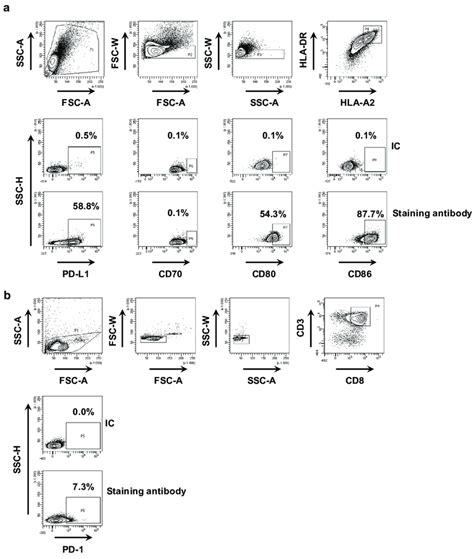 Phenotyping Of DC MEL And CD8 Pos T Cells A Representative Flow