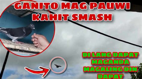 AGOO LAUNION SMASH RACE UBOS NANAMAN KARERA NG KALAPATI YouTube