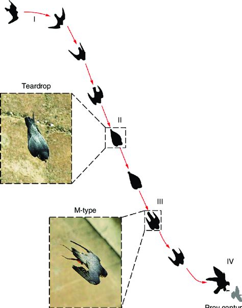 Montage of the flight path of a peregrine falcon in stoop with the... | Download Scientific Diagram