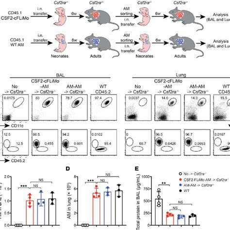 Pdf Gene Therapy Of Csf Ra Deficiency In Mouse Fetal Monocyte