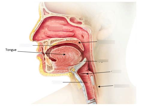 Midsaggital View Of Soft Palate Tongue Larynx Diagram Quizlet