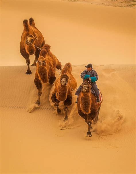 Mongolia Gobi Desert Tour Escape To Mongolia