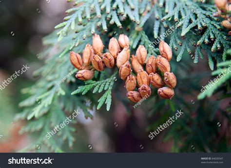 Green Arborvitae Branches With Seeds Stock Photo 84030547 Shutterstock