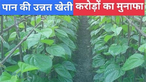 L Betel Leaf Farming L Paan Ki Kheti L Paan Ki Kheti Kaise