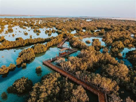 Jubail Mangrove Park About Activities Tickets And Price Enjoy