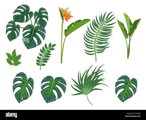 Tropical Palm Leaves Flowers Jungle Leaves Botanical Vector