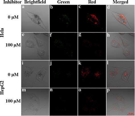 The Confocal Fluorescence Images Of Mao Red In Hela And Hepg Cells