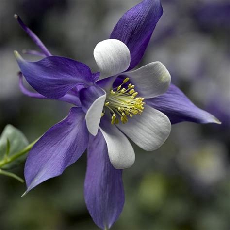 Kirigami Deep Blue White Columbine Grown By Overdevest