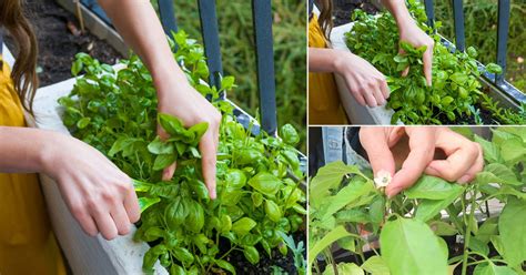 Why And How To Prune Herbs Everything About Pruning Herbs