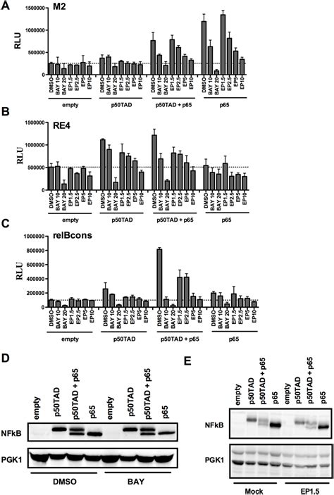 Effect Of The Small Molecules Bay11 7082 And Ethyl Pyruvate On Nf κb