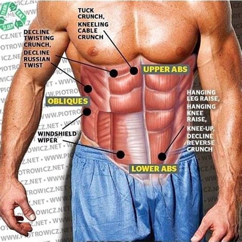 Les Muscles Abdominaux Ou Muscles De La Paroi Abdominale Ant Ro