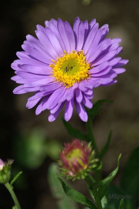 Meine Kleine Aster Foto And Bild Pflanzen Pilze And Flechten Blüten