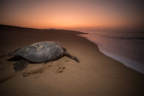 Sea Turtle Facts - SEE Turtles — SEE Turtles