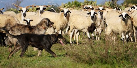 Cani Da Guardiania E Da Gregge Un Lavoro Che Va Rispettato E Tutelato