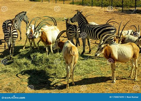 Wild animals grazing stock image. Image of breadth, inside - 170007699