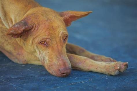 La Gale Du Chien Contagion Sympt Mes Traitements Et Rem Des Maisons