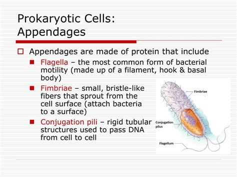 Ppt Chapter 4 Cell Structure And Function Outline Powerpoint Presentation Id 5958892