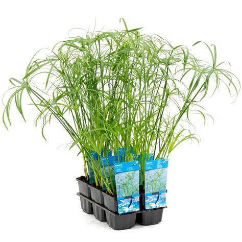 Cyperus Alternifolius — Plant Wholesale Floraccess